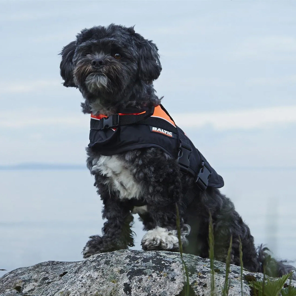 Baltic Pet Buoyancy Vest